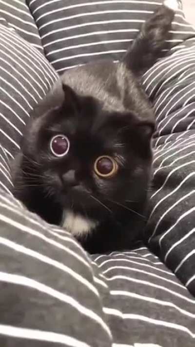 dilating eyes of this cat is just mesmerizing