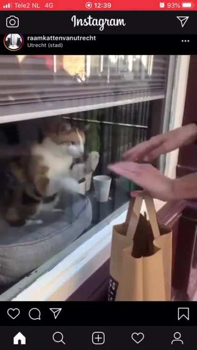 Just pet the damn cat!!!