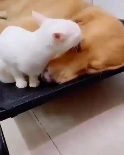 Best Friends