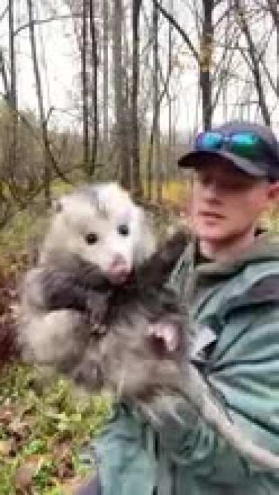 That’s literally me (rule) (I’m the opossum) (the opossum is literally me)