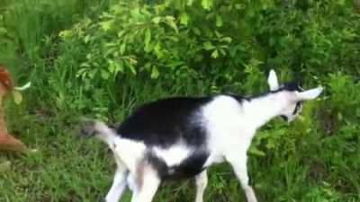 Look at me, I'm a goat