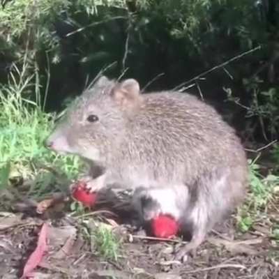 Ням-ням