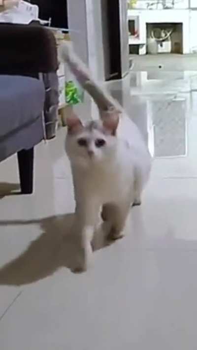 Happy cat