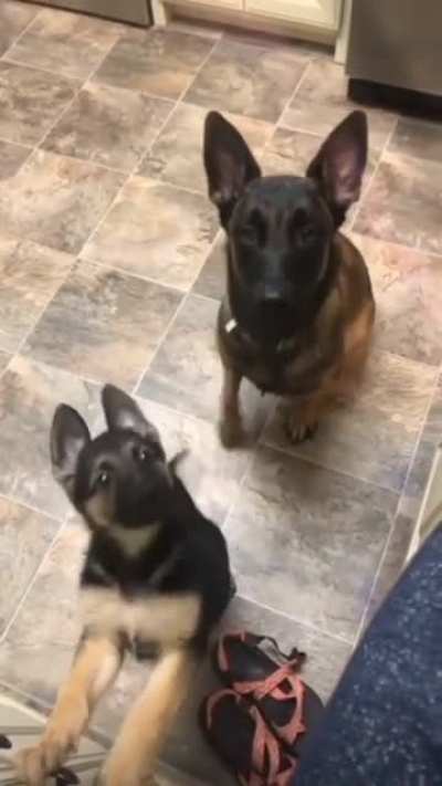 sit.. Sit!