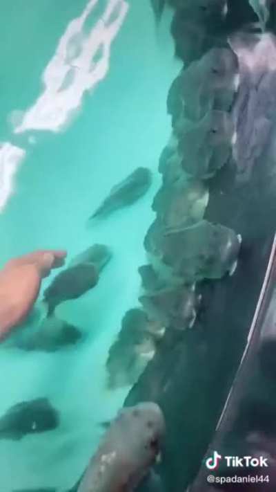 Werner Herzog's fish army