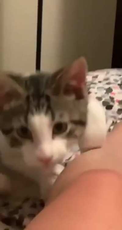 Боевой Котик