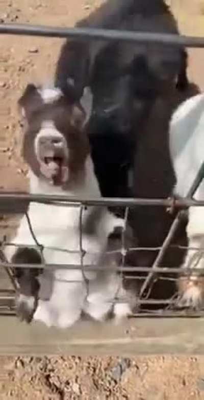 Squish
