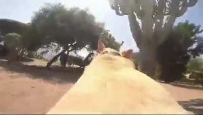 This dog new exactly where he was heading!