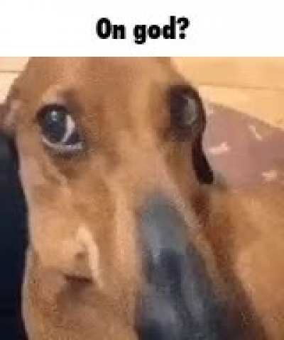 Blursed_Weiner dog