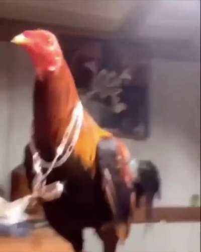 Drippy cock