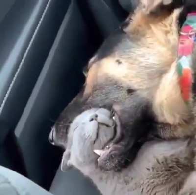 DoGG VICioUsLy EATS cAt aLIVE