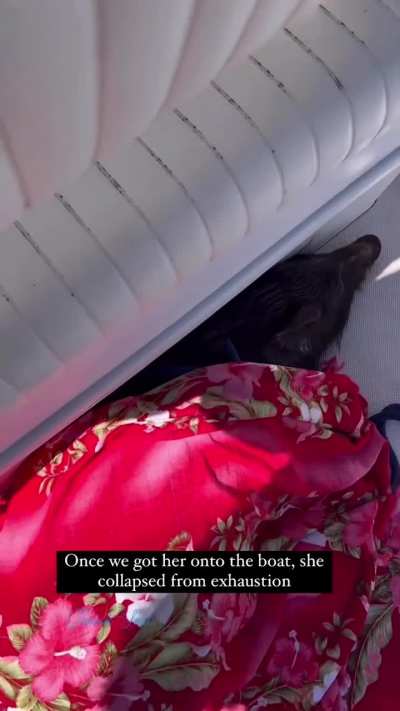 Wild Boar found lost swimming in the ocean. It was rescued and returned to shore.