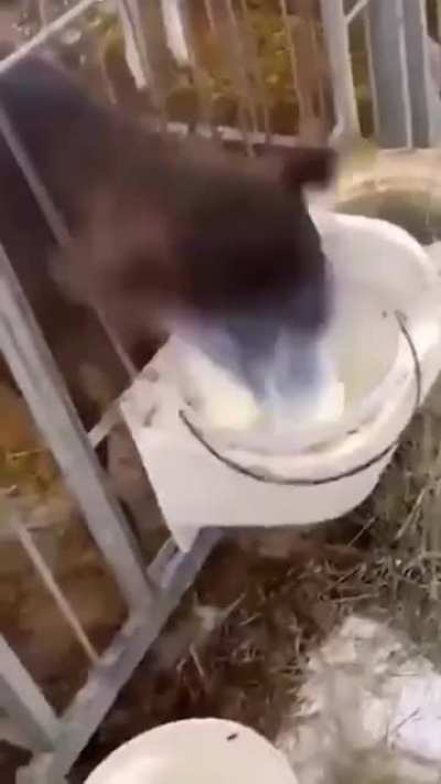 When the milk is too good.