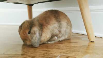 Life is tough but at least we have sleepy bunnies