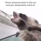 when someone farts in the car and you desperately need air.