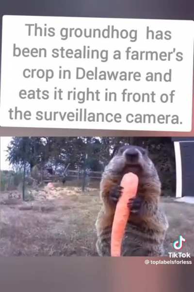 This groundhog has been stealing a farmer’s crop in Delaware and eats it right in front of the surveillance camera.