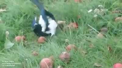 Magpie drunk on fermented apples