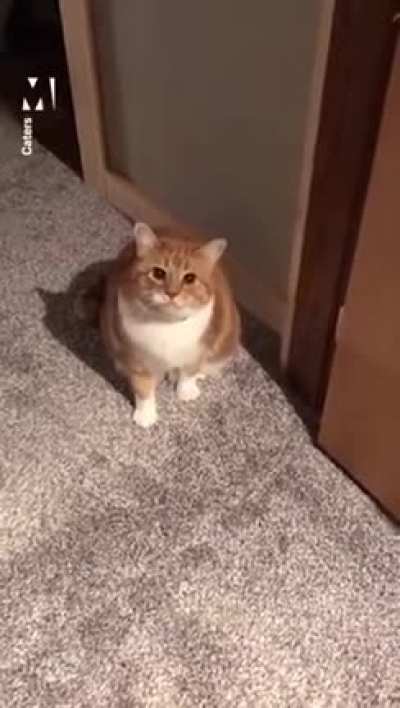 HitCat Took a Hostage After Unsuccessful Assassination Attempt