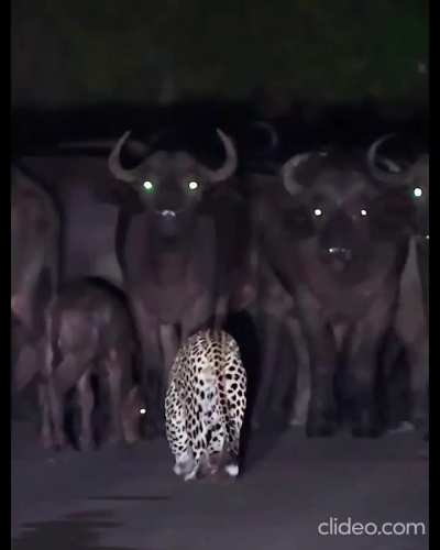 In a brazen attack, a leopard snatches a buffalo calf right in front of its herd.