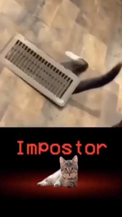 MEOW_IRL