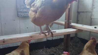 I have upgraded my roosting bars thanks to suggestions in this sub. My flock thanks you.
