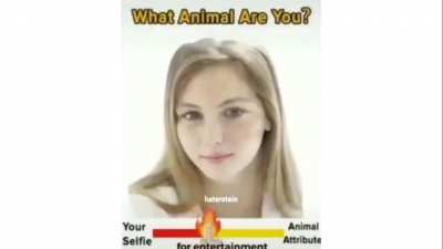 what animal are you?