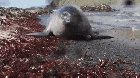 🔥 Baby elephant seal booping a wildlife camera. 🔥