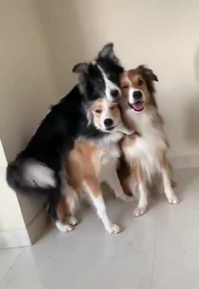 One of these dogs likes posing slightly more than the others