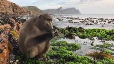 This is ‘Stompstert’ (meaning ‘stump-tail’ in Afrikaans) a Chacma baboon. He lives along the Cape Peninsula next to the Great African kelp forest. At low tide, he likes to supplement his diet with mussels and limpets.