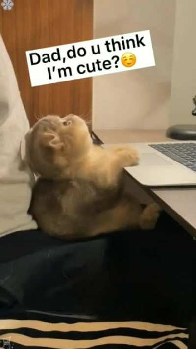 Adorable cat