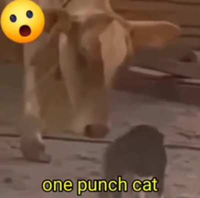 Unbelievable One punch cat