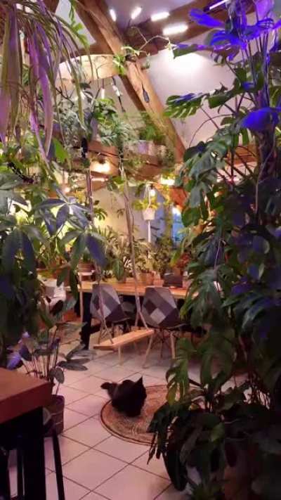 My exotic indoor jungle (>350 plants)