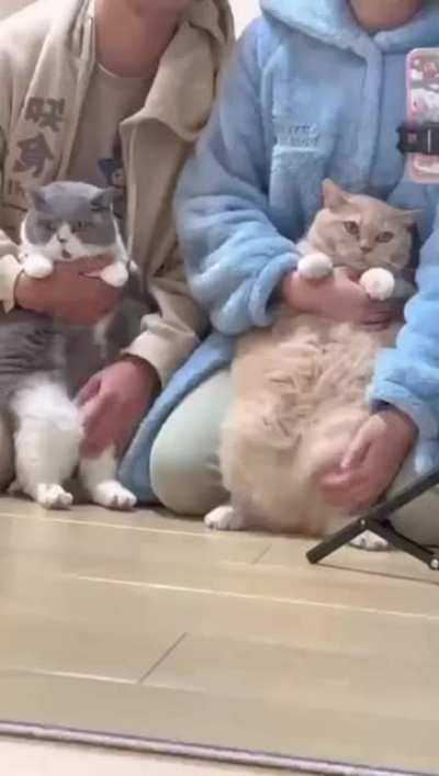 Soft belly