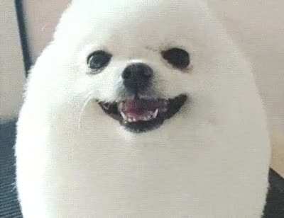 Happy Doggo :)