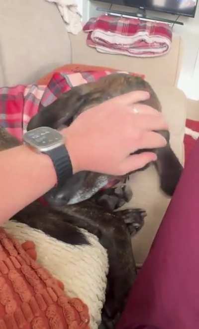 Petting is mandatory