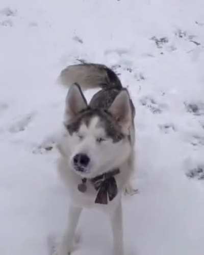 Blind doggo gets excited over snow
