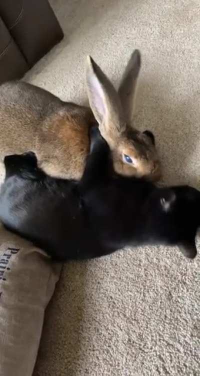 We adopted this cat a month ago. She was previously feral so we were concerned how she would get along with the bun. Needless to say we are no longer concerned.