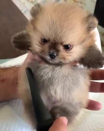 Grumpies need brushes too