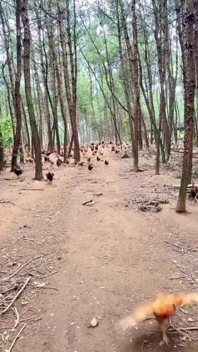 This man has a army of chicken!!