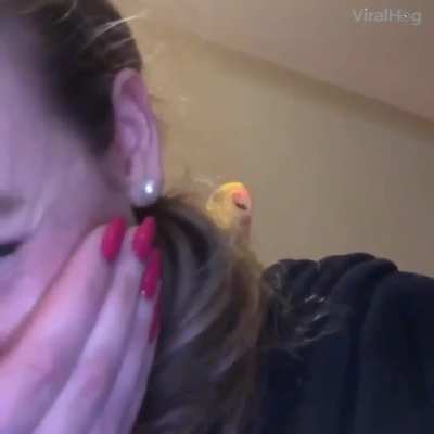My favorite birb video