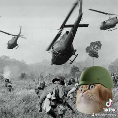 PTSD Cat