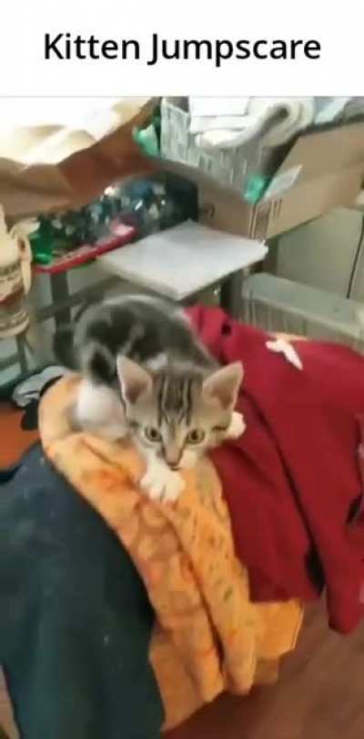 🙀🙀🙀