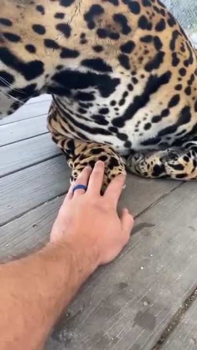 Having a bonding 'moment's with a big cat