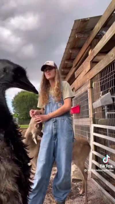 Funny fact about black swans