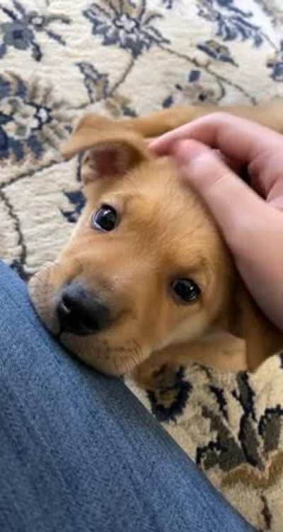 He is waiting for affection...