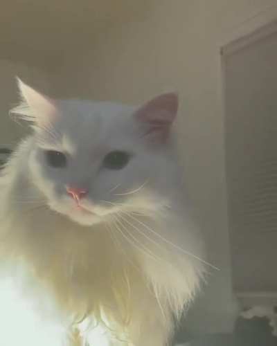 Cranky Thurston