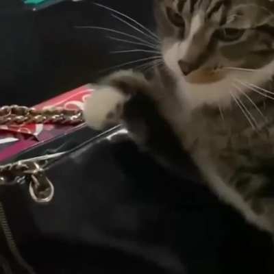 Cat Trying To Steal My Food