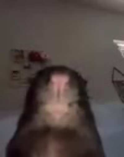 poop cum rat moment