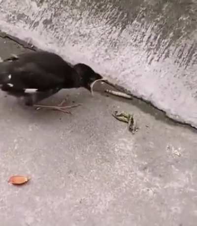 When mom didnt teach you how to eat on your own.