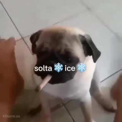 Snoop dog